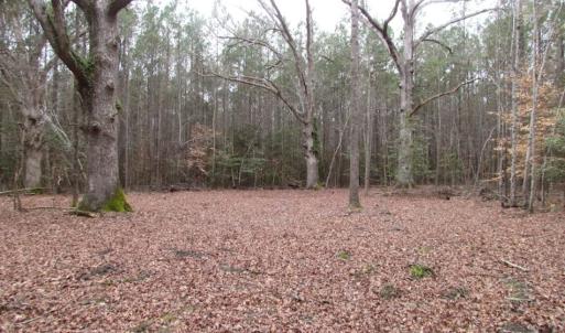 Photo of UNDER CONTRACT!  16.7 Acres of Hunting Land For Sale in Southampton County VA!