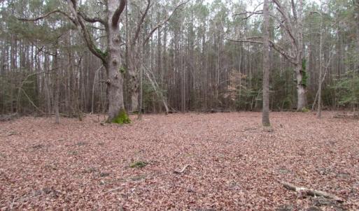Photo of UNDER CONTRACT!  16.7 Acres of Hunting Land For Sale in Southampton County VA!