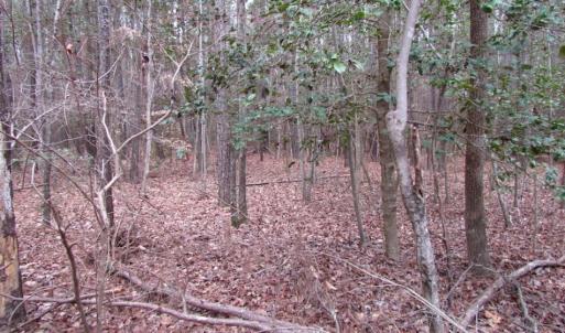 Photo of UNDER CONTRACT!  16.7 Acres of Hunting Land For Sale in Southampton County VA!