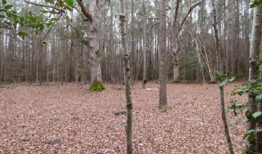 Photo of UNDER CONTRACT!  16.7 Acres of Hunting Land For Sale in Southampton County VA!
