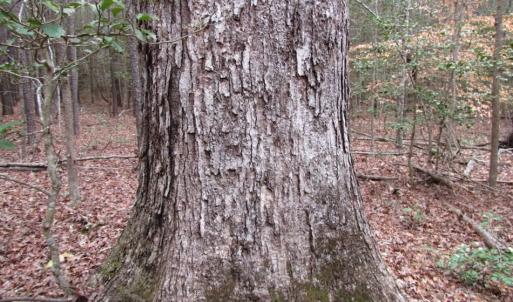 Photo of UNDER CONTRACT!  16.7 Acres of Hunting Land For Sale in Southampton County VA!
