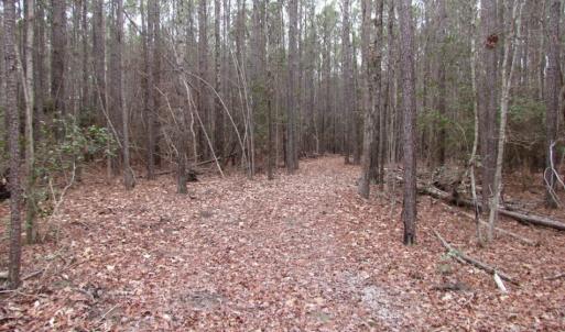 Photo of UNDER CONTRACT!  16.7 Acres of Hunting Land For Sale in Southampton County VA!