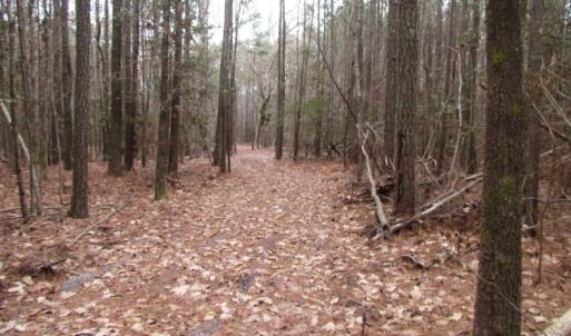 Photo of UNDER CONTRACT!  16.7 Acres of Hunting Land For Sale in Southampton County VA!