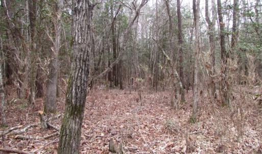 Photo of UNDER CONTRACT!  16.7 Acres of Hunting Land For Sale in Southampton County VA!