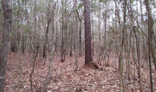 Photo of UNDER CONTRACT!  16.7 Acres of Hunting Land For Sale in Southampton County VA!