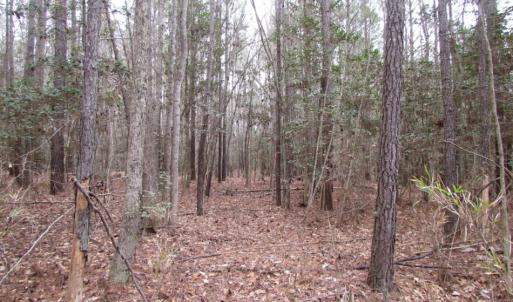 Photo of UNDER CONTRACT!  16.7 Acres of Hunting Land For Sale in Southampton County VA!