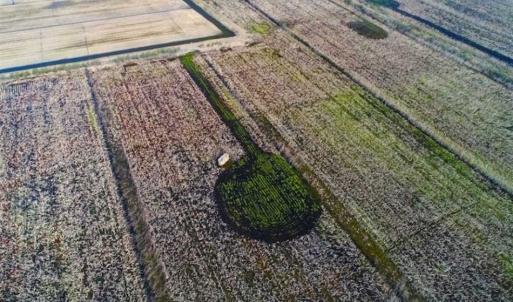 Photo of SOLD!!  72.5 Acres of Productive Farm Land and Duck Impoundment For Sale in Hyde County NC!