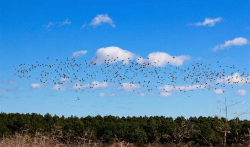 Photo of SOLD!!  72.5 Acres of Productive Farm Land and Duck Impoundment For Sale in Hyde County NC!