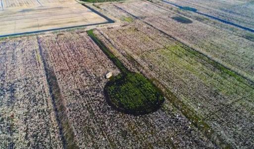 Photo of SOLD!!  72.5 Acres of Productive Farm Land and Duck Impoundment For Sale in Hyde County NC!