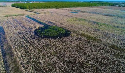 Photo of SOLD!!  72.5 Acres of Productive Farm Land and Duck Impoundment For Sale in Hyde County NC!