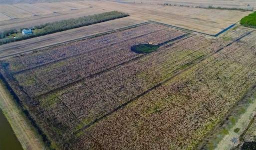 Photo of SOLD!!  72.5 Acres of Productive Farm Land and Duck Impoundment For Sale in Hyde County NC!