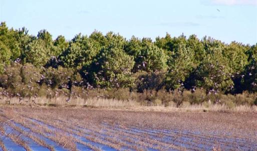 Photo of SOLD!!  72.5 Acres of Productive Farm Land and Duck Impoundment For Sale in Hyde County NC!