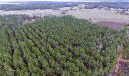 Photo of UNDER CONTRACT!  56.35 Acres of Farm and Timber Land For Sale in Edgecombe County NC!