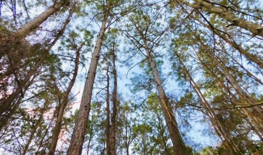 Photo of UNDER CONTRACT!  56.35 Acres of Farm and Timber Land For Sale in Edgecombe County NC!