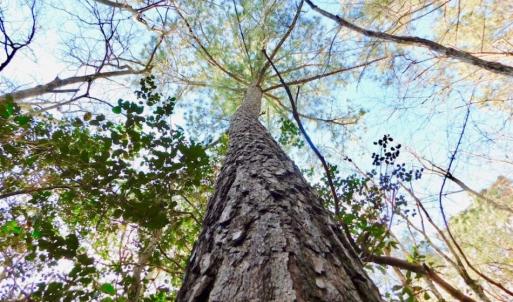 Photo of UNDER CONTRACT!  56.35 Acres of Farm and Timber Land For Sale in Edgecombe County NC!