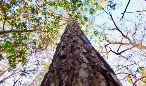 Photo of UNDER CONTRACT!  56.35 Acres of Farm and Timber Land For Sale in Edgecombe County NC!