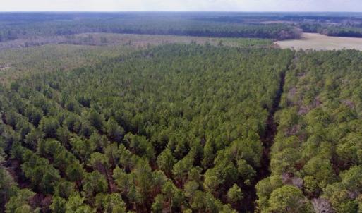 Photo of UNDER CONTRACT!  56.35 Acres of Farm and Timber Land For Sale in Edgecombe County NC!