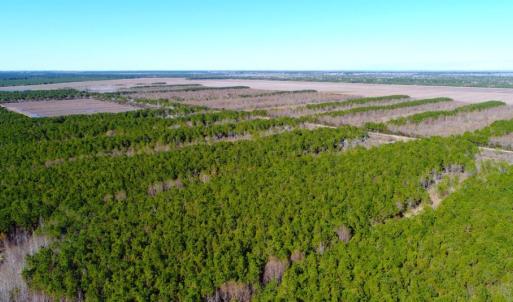 Photo of UNDER CONTRACT!  151 Acres of Duck Hunting Land with Home Site in Hyde County NC!