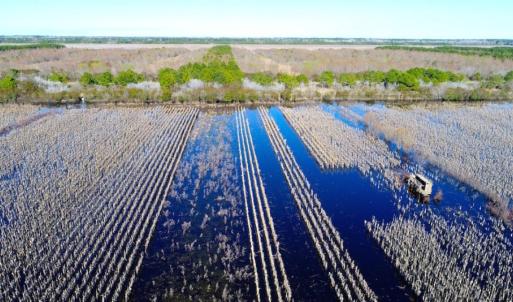 Photo of UNDER CONTRACT!  151 Acres of Duck Hunting Land with Home Site in Hyde County NC!
