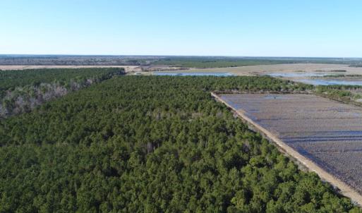 Photo of UNDER CONTRACT!  151 Acres of Duck Hunting Land with Home Site in Hyde County NC!