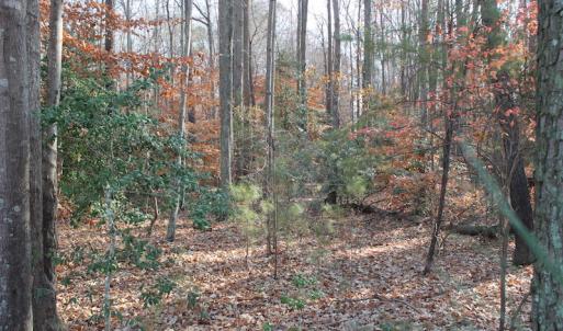 Photo of UNDER CONTRACT!  98 Acres of Waterfront Land For Sale in Isle of Wight County VA!