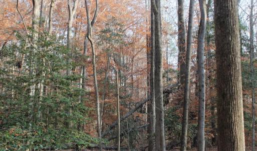 Photo of UNDER CONTRACT!  98 Acres of Waterfront Land For Sale in Isle of Wight County VA!