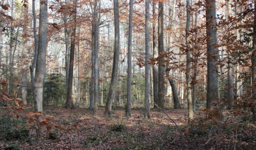 Photo of UNDER CONTRACT!  98 Acres of Waterfront Land For Sale in Isle of Wight County VA!