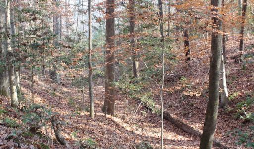 Photo of UNDER CONTRACT!  98 Acres of Waterfront Land For Sale in Isle of Wight County VA!