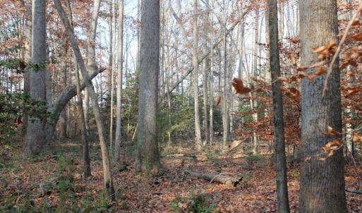 Photo of UNDER CONTRACT!  98 Acres of Waterfront Land For Sale in Isle of Wight County VA!