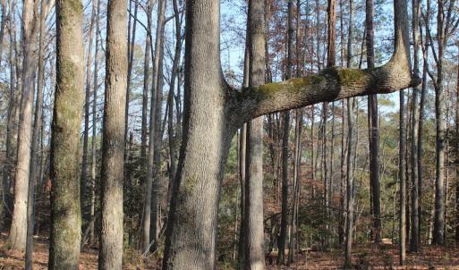 Photo of UNDER CONTRACT!  98 Acres of Waterfront Land For Sale in Isle of Wight County VA!