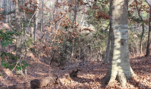 Photo of UNDER CONTRACT!  98 Acres of Waterfront Land For Sale in Isle of Wight County VA!
