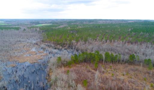 Photo of UNDER CONTRACT!  87 Acres of Hunting and Timber Land For Sale in Harnett County NC!