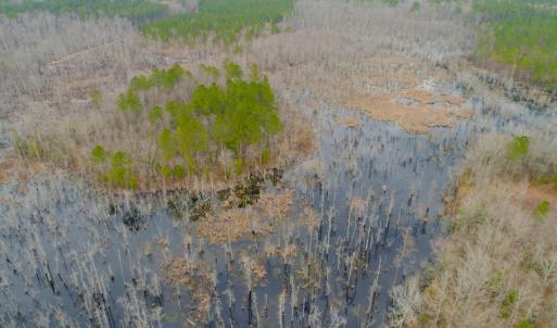 Photo of UNDER CONTRACT!  87 Acres of Hunting and Timber Land For Sale in Harnett County NC!