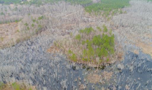 Photo of UNDER CONTRACT!  87 Acres of Hunting and Timber Land For Sale in Harnett County NC!