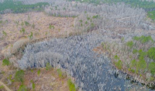 Photo of UNDER CONTRACT!  87 Acres of Hunting and Timber Land For Sale in Harnett County NC!