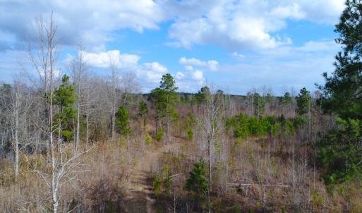 Photo of UNDER CONTRACT!  87 Acres of Hunting and Timber Land For Sale in Harnett County NC!