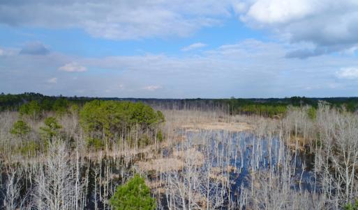 Photo of UNDER CONTRACT!  87 Acres of Hunting and Timber Land For Sale in Harnett County NC!