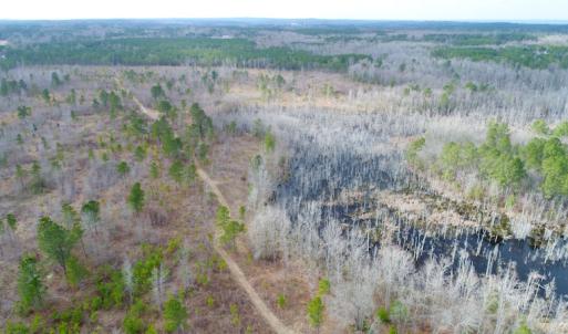 Photo of UNDER CONTRACT!  87 Acres of Hunting and Timber Land For Sale in Harnett County NC!