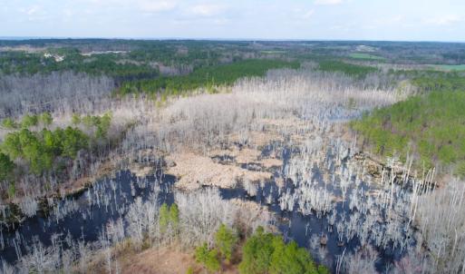Photo of UNDER CONTRACT!  87 Acres of Hunting and Timber Land For Sale in Harnett County NC!