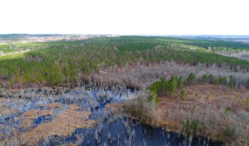 Photo of UNDER CONTRACT!  87 Acres of Hunting and Timber Land For Sale in Harnett County NC!