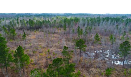 Photo of UNDER CONTRACT!  87 Acres of Hunting and Timber Land For Sale in Harnett County NC!