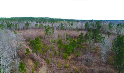 Photo of UNDER CONTRACT!  87 Acres of Hunting and Timber Land For Sale in Harnett County NC!