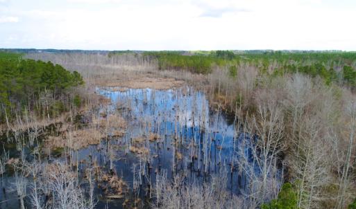 Photo of UNDER CONTRACT!  87 Acres of Hunting and Timber Land For Sale in Harnett County NC!