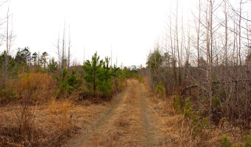 Photo of UNDER CONTRACT!  87 Acres of Hunting and Timber Land For Sale in Harnett County NC!