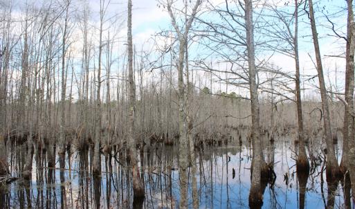 Photo of UNDER CONTRACT!  87 Acres of Hunting and Timber Land For Sale in Harnett County NC!
