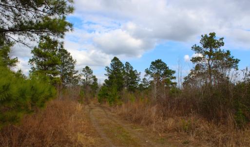 Photo of UNDER CONTRACT!  87 Acres of Hunting and Timber Land For Sale in Harnett County NC!