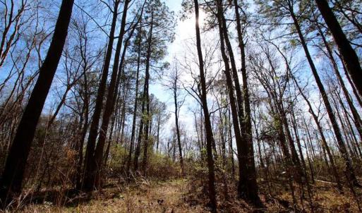 Photo of SOLD!!  69 Acres of Prime Development and Recreational Land in Pitt County NC!