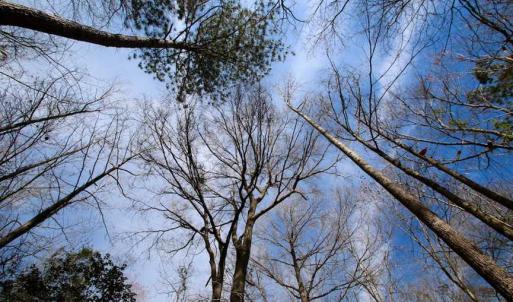 Photo of SOLD!!  69 Acres of Prime Development and Recreational Land in Pitt County NC!