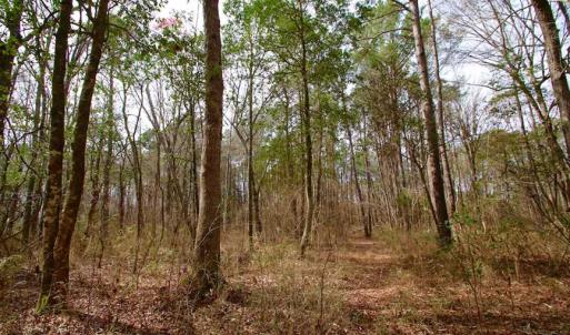 Photo of SOLD!!  69 Acres of Prime Development and Recreational Land in Pitt County NC!