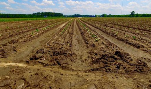 Photo of UNDER CONTRACT!  130 Acres of Prime Farm and Commercial Land For Sale in Jones County NC!